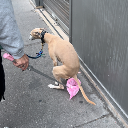 Avfallsuppfångare för hund